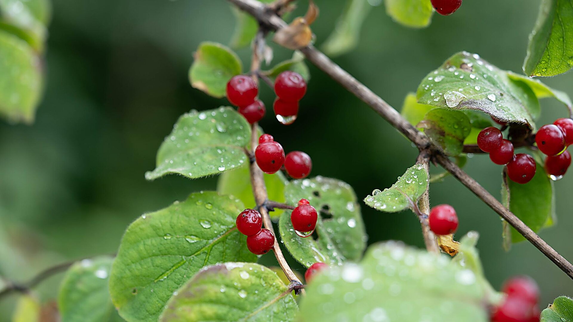 Rote Beeren mit Wassertropfen an einem Zweig in Österreich